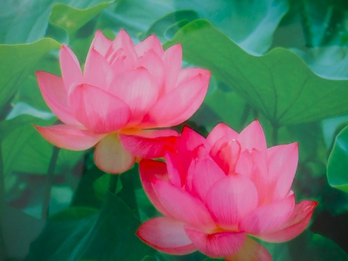 В раздел "Статьи" добавлена лекция "Трансформация вожделения в Любовь"