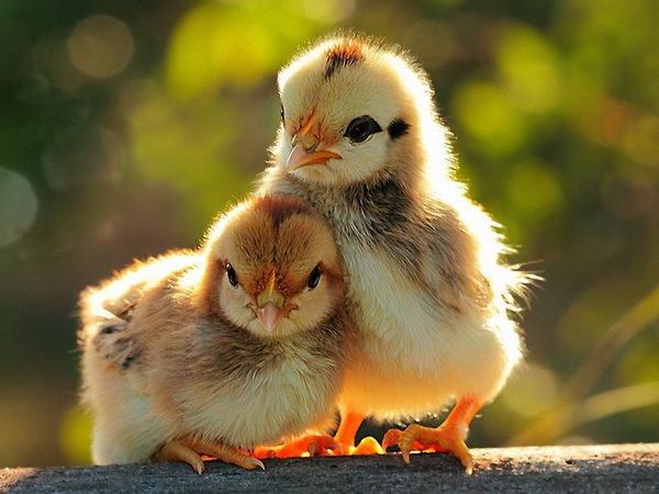 В раздел "Веды и современность" добавлен фильм "Жизнь прекрасна" В раздел "Веды и современность" добавлен фильм "Жизнь прекрасна"