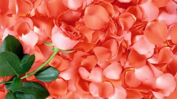 В раздел "Веды и современность" добавлен видео-ролик "Вкусы счастья" В раздел "Веды и современность" добавлен видео-ролик "Вкусы счастья"