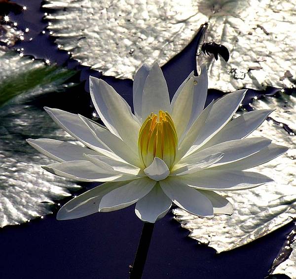 В разделе "Лекции/Семинары" добавлена запись "Секрет избавления от всех страданий" В разделе "Лекции/Семинары" добавлена запись "Секрет избавления от всех страданий"