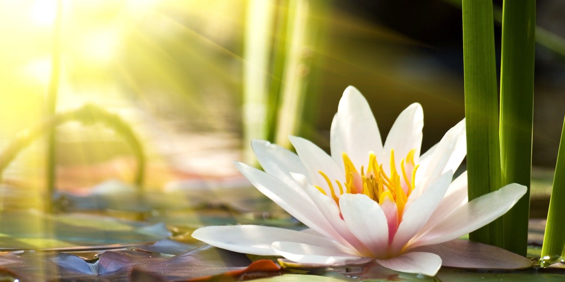 В раздел «Веды и современность» добавлен материал «Альберт Эйнштейн «Божественная Любовь» В раздел «Веды и современность» добавлен материал «Альберт Эйнштейн «Божественная Любовь»