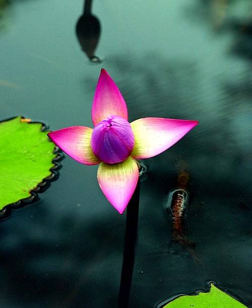 В разделе "Видео" добавлена лекция "Пробуждение любви" В разделе "Видео" добавлена лекция "Пробуждение любви"