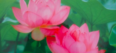 В раздел "Видео" добавлена видеолекция "Законы взаимоотношений"